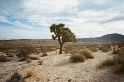 Scenic view of desert against sky