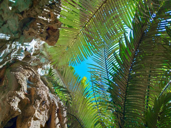 Low angle view of palm trees