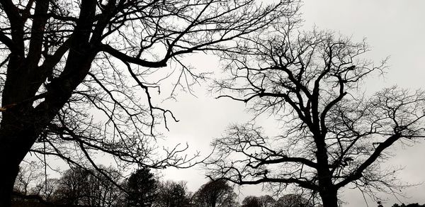 Low angle view of silhouette bare trees against clear sky