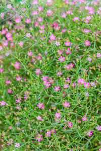 Close-up of flowers blooming outdoors