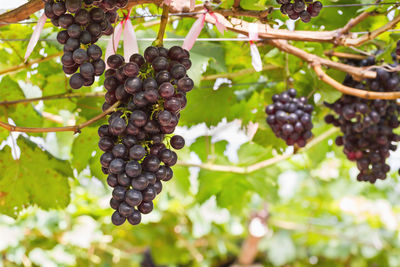 Close-up of berries growing on tree