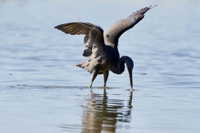 Birds flying over lake