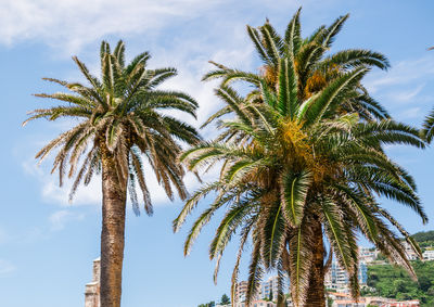 palm tree