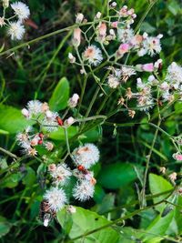 Close-up of white flowering plant