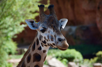 Close-up portrait of giraffe