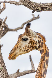 Giraffe head in between tree branches