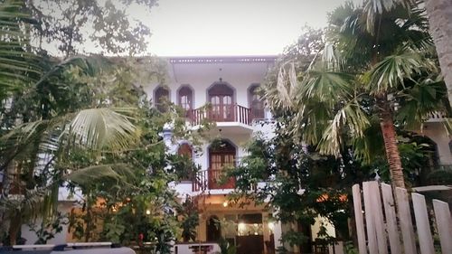 Palm trees against building