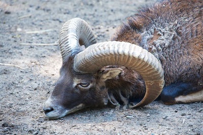 Close-up of bighorn sheep resting on field