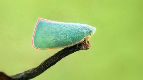 Close-up of insect perching on leaf