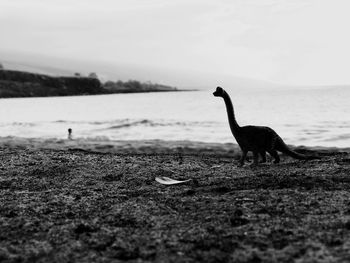 Birds on shore against sky