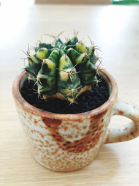 Close-up of potted plant on table