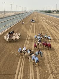 Camel race 