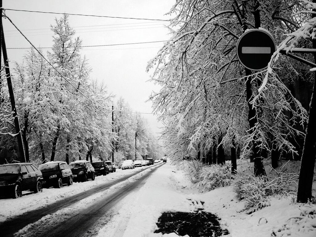 TREES IN WINTER