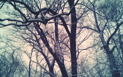 Low angle view of bare trees in winter