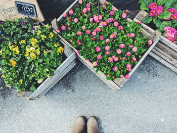 Close-up of potted plant