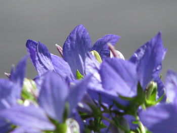 Close-up of purple flowering plant