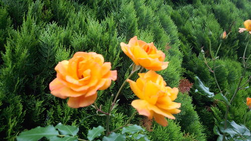 Close-up of marigold flowers blooming on field