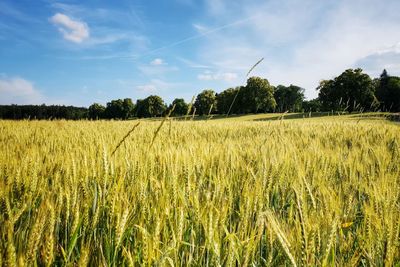 Scenic view of agricultural field against sky