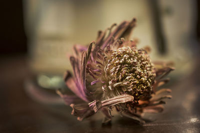 Close-up of purple flower on table