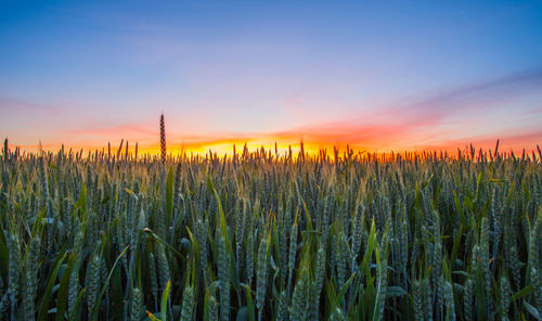 Crops growing on field against sky during sunset