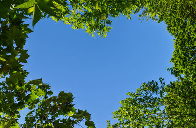 Low angle view of trees against clear sky