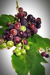 Bunch of grapes