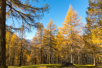 Autumn trees in forest