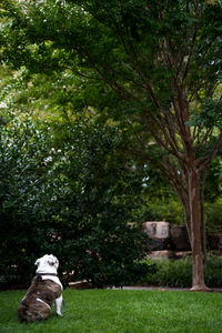 View of small dog in yard