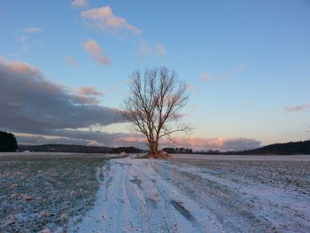 Bare trees on snowy landscape against sky during sunset