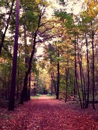 Road passing through forest