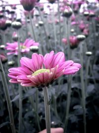 Close-up of pink flowers blooming outdoors