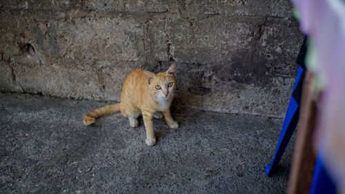 Portrait of a cat