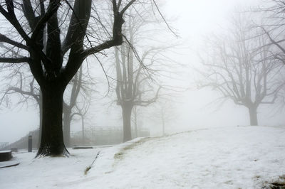 Bare trees on snow covered landscape