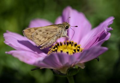 Close-up of butterfly pollinating on flower