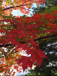 Low angle view of tree branches