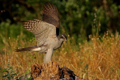 Close-up of a bird flying