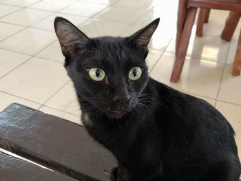 Portrait of black cat on floor at home
