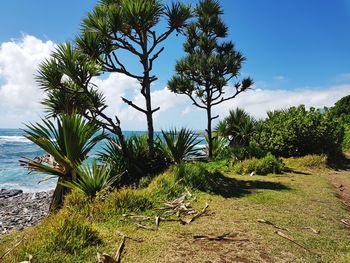 Plants growing on land against sky