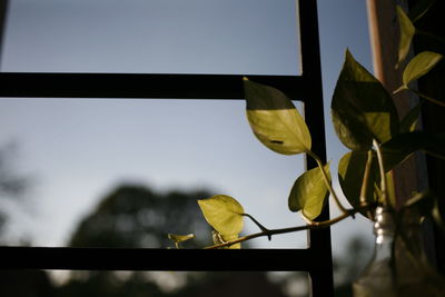 Close-up of leaves on plant against sky