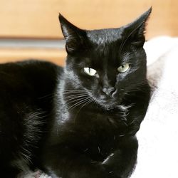 Close-up portrait of black cat