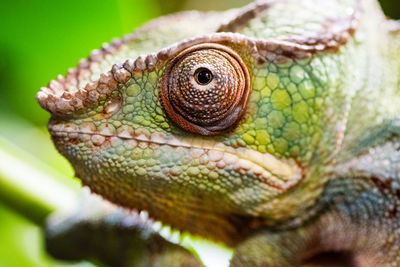 Close-up of chameleon 