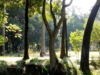 Trees in forest