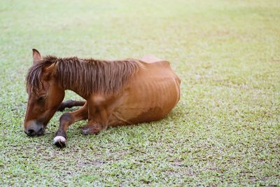 Horse in a field