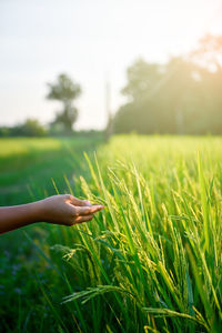 Close-up of woman hand holding crops in field