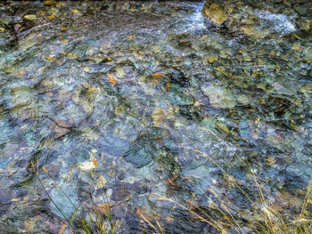 Reflection of trees in water