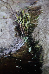 Stream in the forest