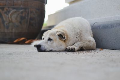 Close-up of a dog resting