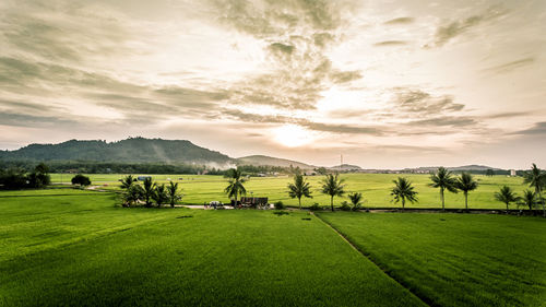 Scenic view of agricultural field against sky