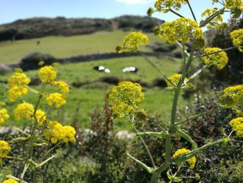 Close-up of yellow flowering plants on field