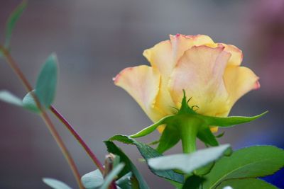 Close-up of yellow rose flower